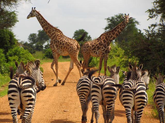 Mikumi National Park